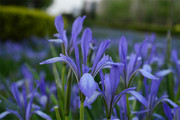 紫色鸢尾花花卉图片