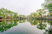公园中池塘边美丽的柳树图片