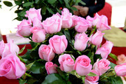 粉色玫瑰花花卉图片素材