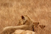 草原上的母狮子和幼狮高清图