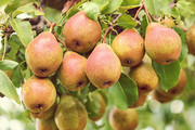 果树上的梨子图片