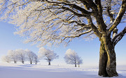 冬天雪地树木风景壁纸图片