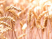 成熟的小麦秋收图片素材