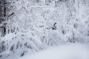 唯美雪景摄影图片