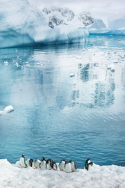 冰山和企鹅风景图片素材