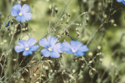 蓝色小花的野花图片下载