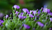紫色瓜叶菊图片