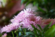 紫色菊花摄影