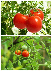 新鲜西红柿摄影图片高清