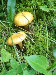 野生菌菇蘑菇摄影图片素材