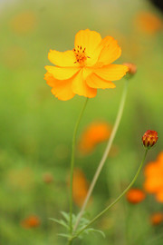 波斯菊花朵图片