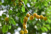 小白杏果树图片素材