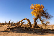 沙漠胡杨树图片