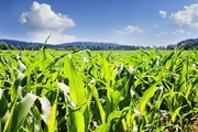 玉米地农田风景图片素材