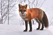 雪地上的狐狸摄影图片下载