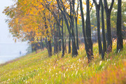 秋天堤坝风景图片