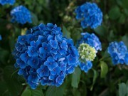 蓝色绣球花花卉图片素材