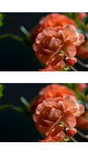 海棠花照片
