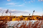 秋季河边芦苇丛摄影图片
