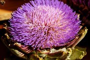 紫色朝鲜蓟图片