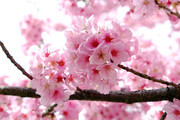 枝头上盛开的粉色樱花图片