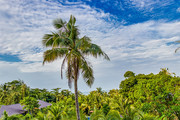 热带椰树风景图片