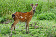 森林里的红鹿摄影图片