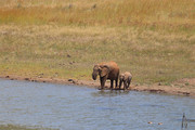大象母子摄影图片素材