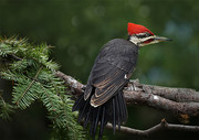 树梢上的红冠啄木鸟高清图