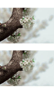 枝头盛开的大岛樱花花卉图片素材