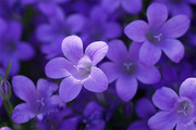 紫色花朵高清图