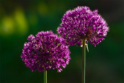大花葱紫色花朵图片摄影