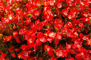 红色四季秋海棠图片
