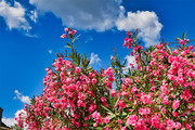 蓝天白云下的夹竹桃花朵图片