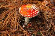 毒蝇伞红蘑菇图片