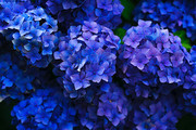蓝色绣球花图片 