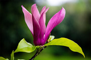 紫玉兰花朵图片
