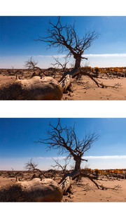 倒在沙漠上的胡杨特写摄影