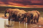 一群大象摄影图片