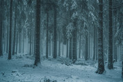 冬天森林雪景摄影图片