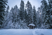 冬天雪松树林风景图片高清