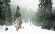 雪地里的雪豹野生动物图片素材