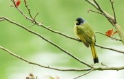 绿嘴鹦鹎飞鸟图片摄影