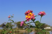五色梅花卉摄影图片素材