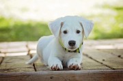 拉布拉多猎犬幼犬图片