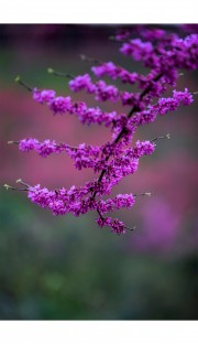 紫荆树花图片