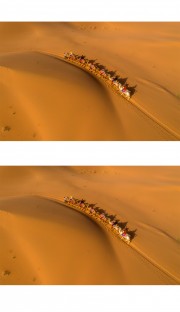 鸟瞰沙漠驼队图片