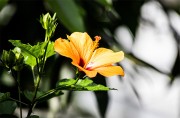 橘色锦葵花朵图片