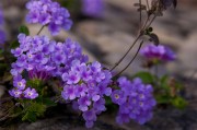 紫色花朵摄影图片高清