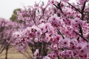 粉色桃花花卉图片素材